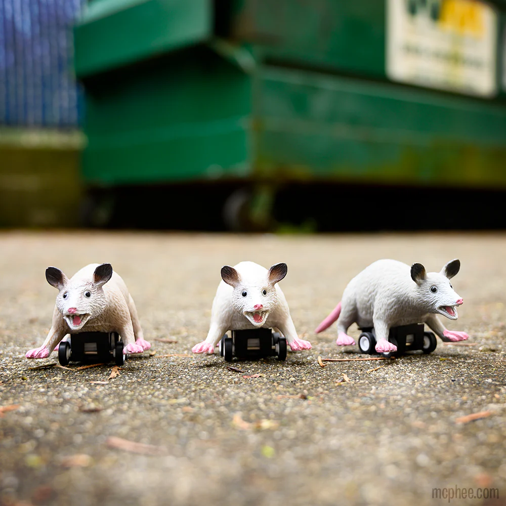 Racing Possums Bulk Box - Image 3